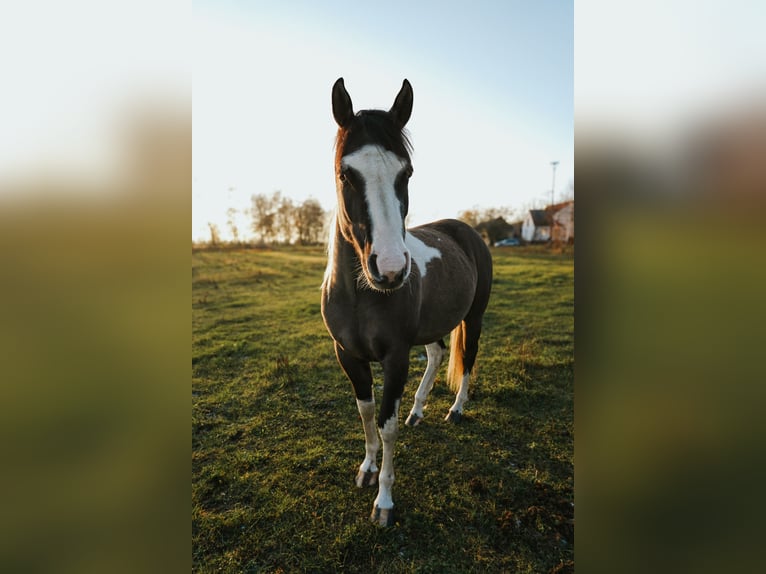 American Paint Horse Gelding 3 years 14 hh Grullo in Rosenau