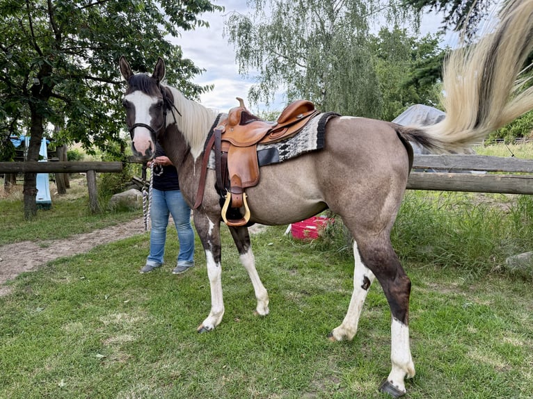 American Paint Horse Gelding 3 years 14 hh Grullo in Rosenau