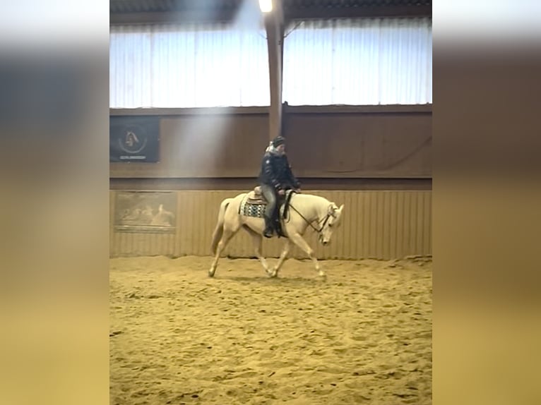 American Paint Horse Mix Gelding 3 years 14 hh Palomino in Ulrichstein