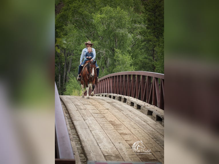 American Paint Horse Gelding 3 years 14,1 hh Bay in Cody