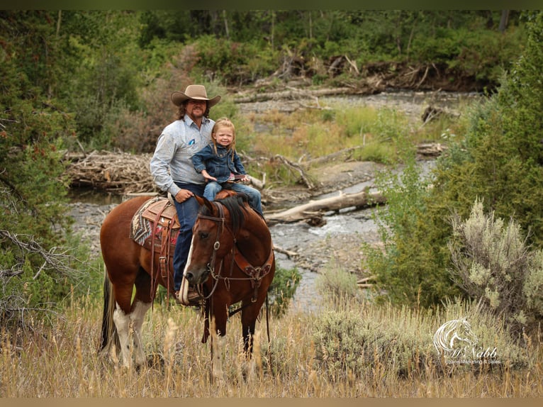 American Paint Horse Gelding 3 years 14,1 hh Bay in Cody