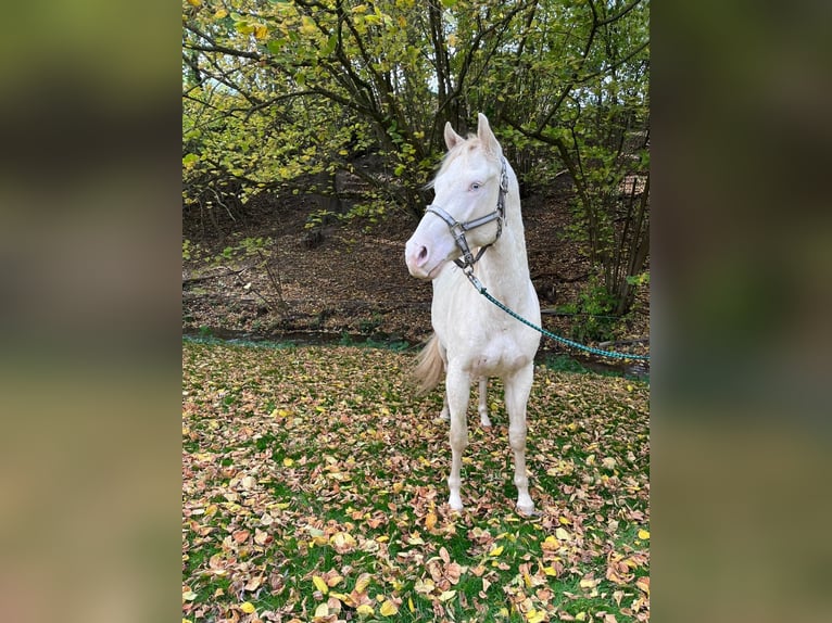 American Paint Horse Gelding 3 years 14,1 hh in Naumburg