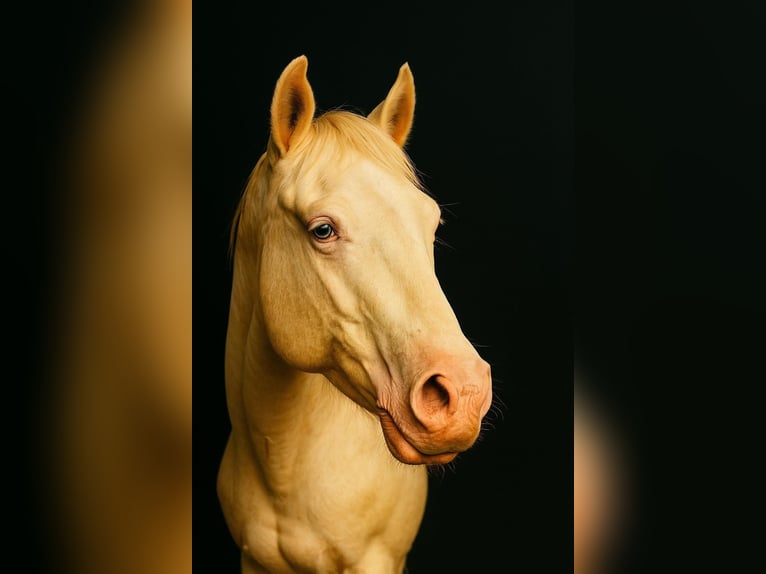 American Paint Horse Gelding 3 years 14,1 hh  in Naumburg