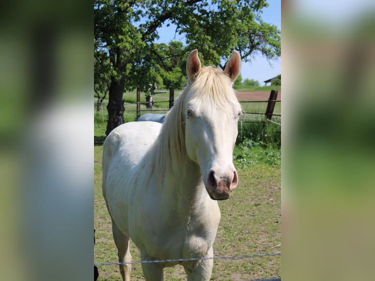 American Paint Horse Gelding 3 years 14,1 hh  in Naumburg