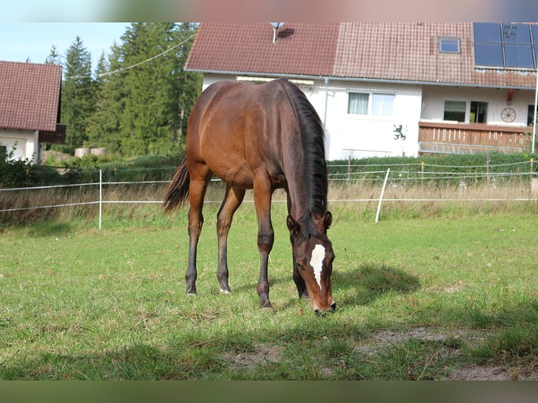 American Paint Horse Gelding 3 years 14,3 hh Brown in Eggenthal