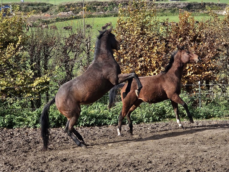 American Paint Horse Gelding 3 years 14,3 hh Brown in Eggenthal