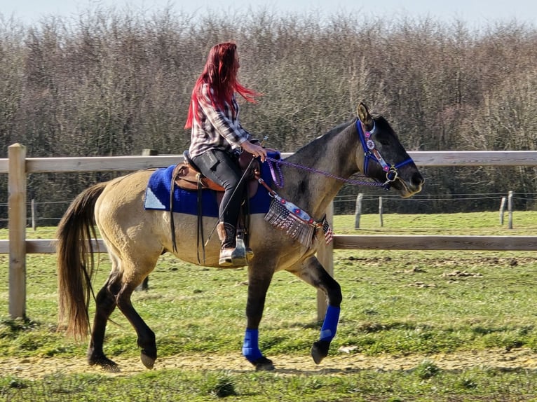 American Paint Horse Mix Gelding 3 years 14,3 hh Grullo in Linkenbach