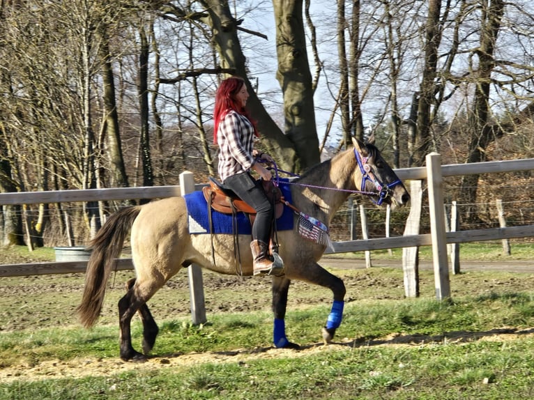 American Paint Horse Mix Gelding 3 years 14,3 hh Grullo in Linkenbach