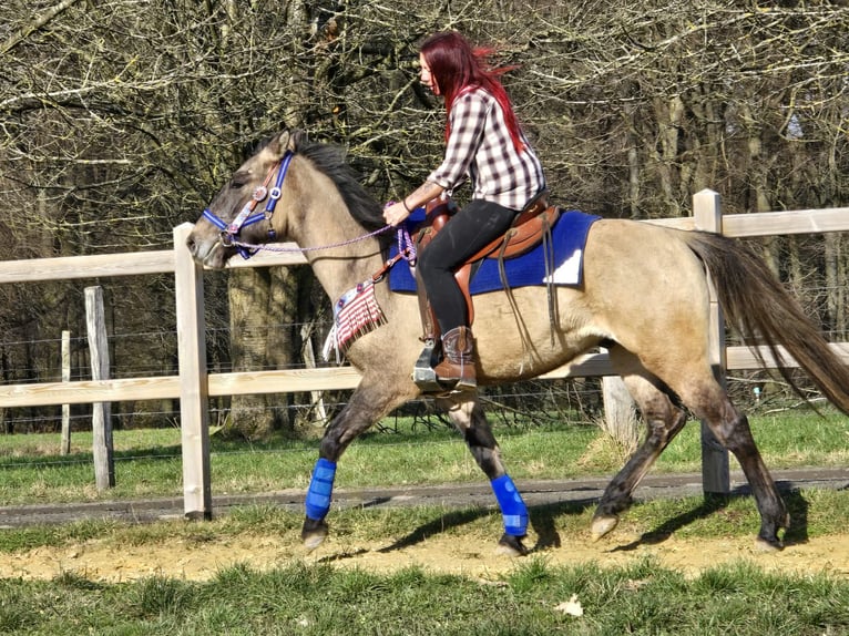 American Paint Horse Mix Gelding 3 years 14,3 hh Grullo in Linkenbach