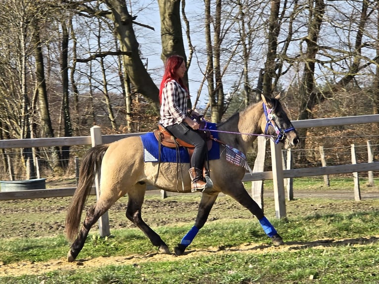 American Paint Horse Mix Gelding 3 years 14,3 hh Grullo in Linkenbach