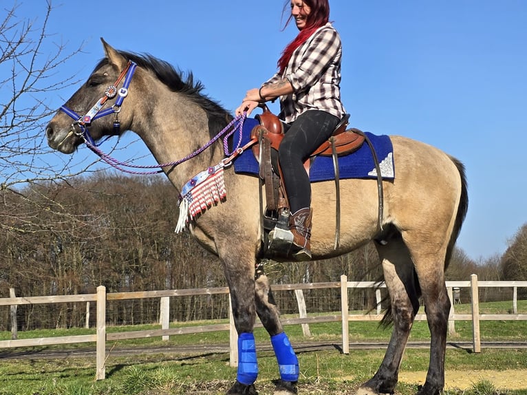 American Paint Horse Mix Gelding 3 years 14,3 hh Grullo in Linkenbach