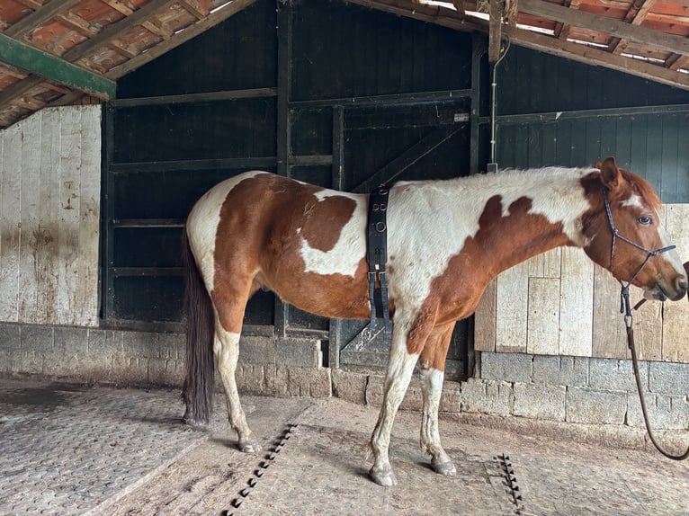 American Paint Horse Gelding 3 years 14,3 hh Tobiano-all-colors in Bemelen