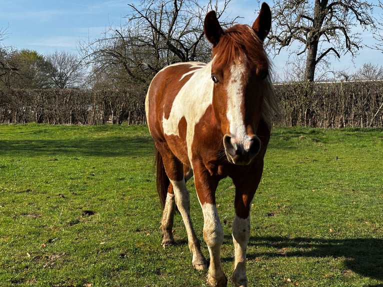 American Paint Horse Gelding 3 years 14,3 hh Tobiano-all-colors in Bemelen