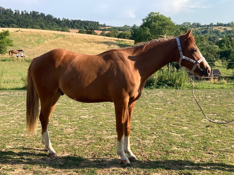 American Paint Horse Gelding 3 years 15.1 hh Chestnut-Red in Reichweiler