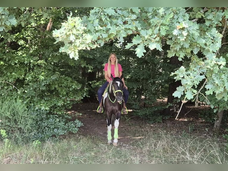 American Paint Horse Gelding 3 years 15.1 hh Pinto in Linkenbach