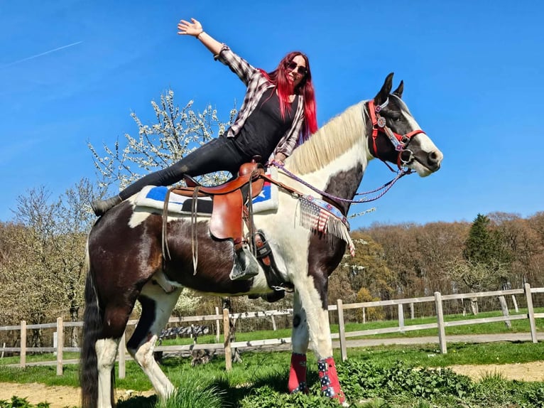 American Paint Horse Mix Gelding 3 years 15.1 hh Pinto in Linkenbach