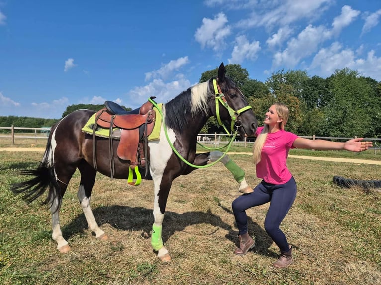 American Paint Horse Gelding 3 years 15.1 hh Pinto in Linkenbach