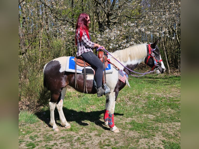 American Paint Horse Mix Gelding 3 years 15.1 hh Pinto in Linkenbach