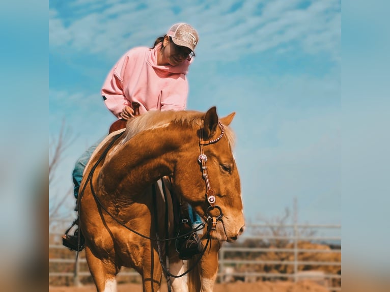 American Paint Horse Gelding 3 years 15.2 hh Champagne in Stadthagen
