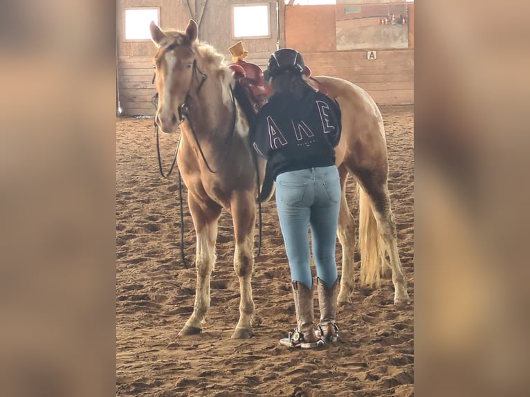 American Paint Horse Gelding 3 years 15.2 hh Champagne in Stadthagen