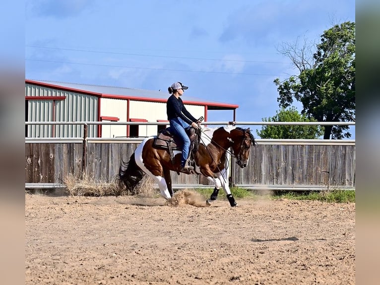 American Paint Horse Gelding 3 years 15 hh Bay in Stephenville