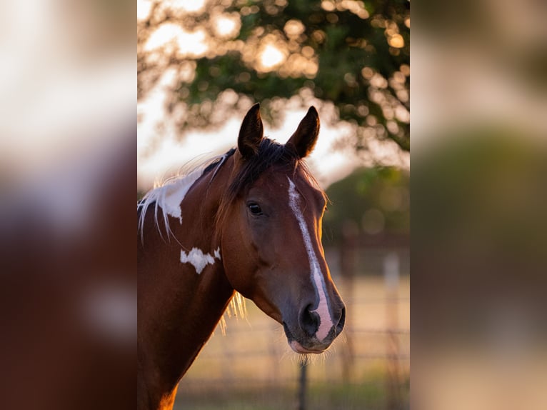 American Paint Horse Gelding 3 years 15 hh Bay in Stephenville