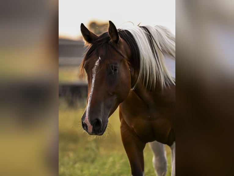 American Paint Horse Gelding 3 years 15 hh Bay in Stephenville