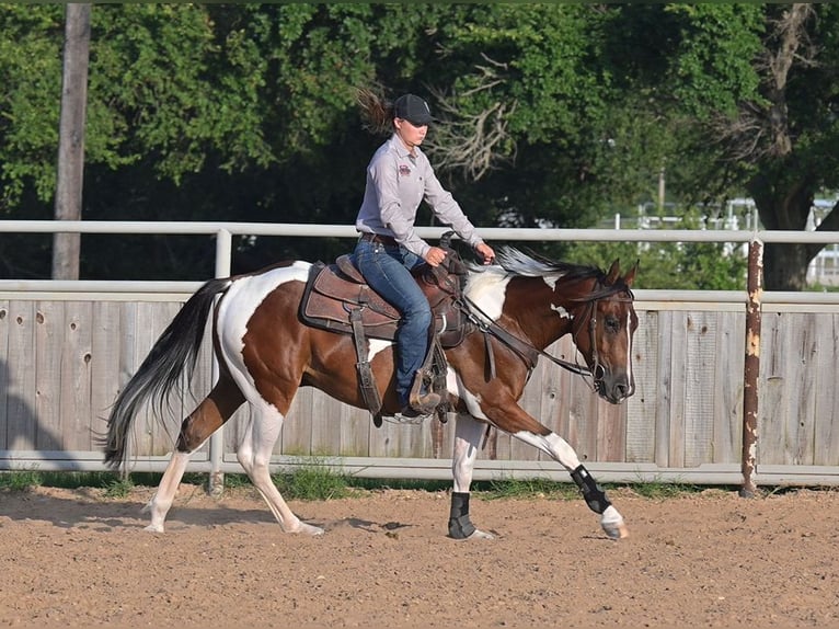 American Paint Horse Gelding 3 years 15 hh Bay in Stephenville