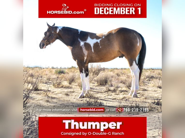 American Paint Horse Gelding 3 years 15 hh Buckskin in Apple Valley