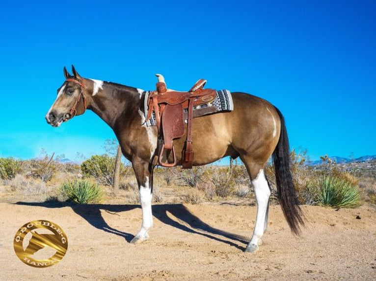 American Paint Horse Gelding 3 years 15 hh Buckskin in Apple Valley