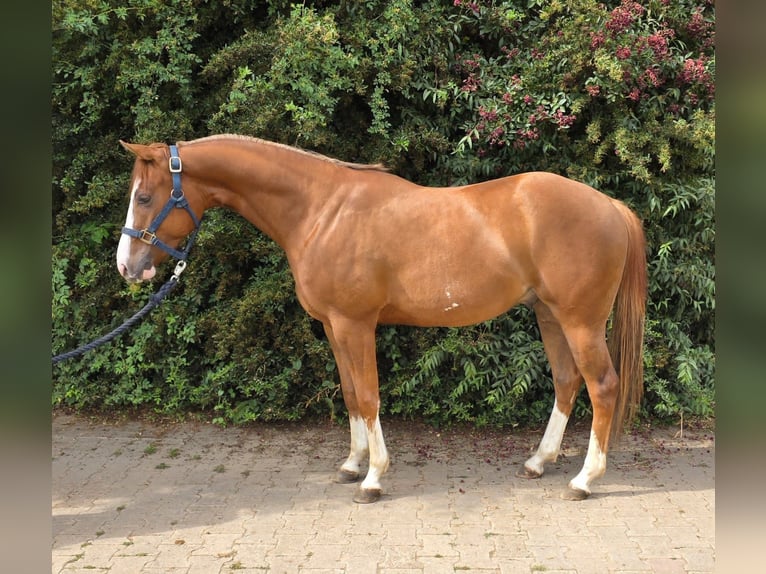 American Paint Horse Gelding 3 years 15 hh Chestnut-Red in Reichweiler