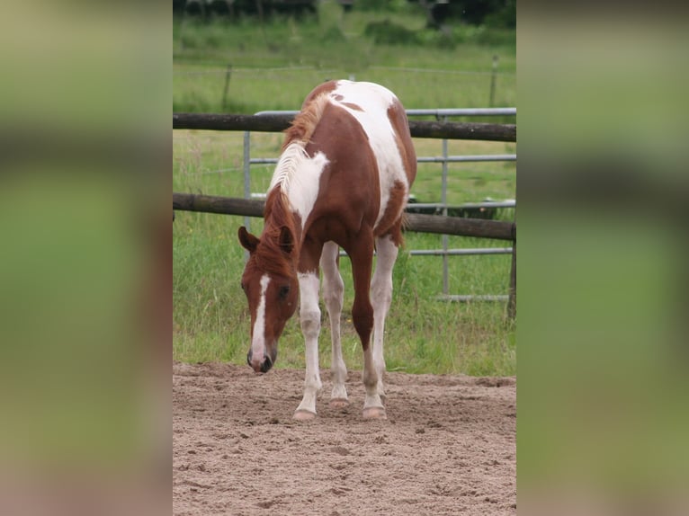 American Paint Horse Gelding 3 years 15 hh Chestnut in Düsseldorf