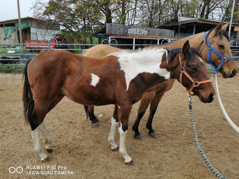 American Paint Horse Gelding 3 years 15 hh Pinto in BETTELDORDF