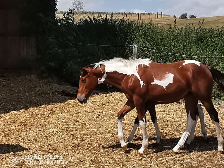 American Paint Horse Gelding 3 years 15 hh Pinto in BETTELDORDF