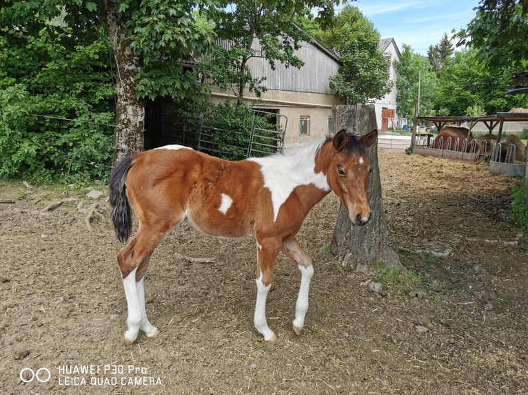American Paint Horse Gelding 3 years 15 hh Pinto in BETTELDORDF