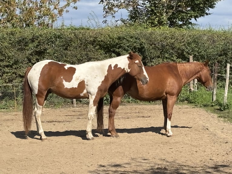 American Paint Horse Gelding 3 years 15 hh Tobiano-all-colors in Bemelen