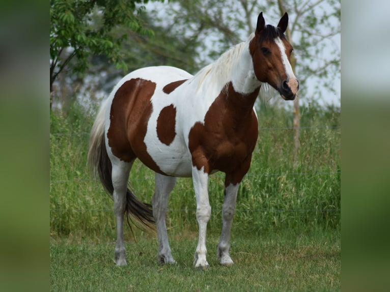 American Paint Horse Gelding 3 years 15 hh Tobiano-all-colors in Neustadt Dosse