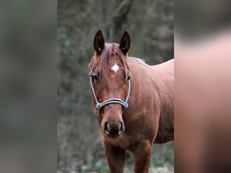 American Paint Horse Gelding 3 years 15,1 hh Chestnut-Red in Frankfurt am Main