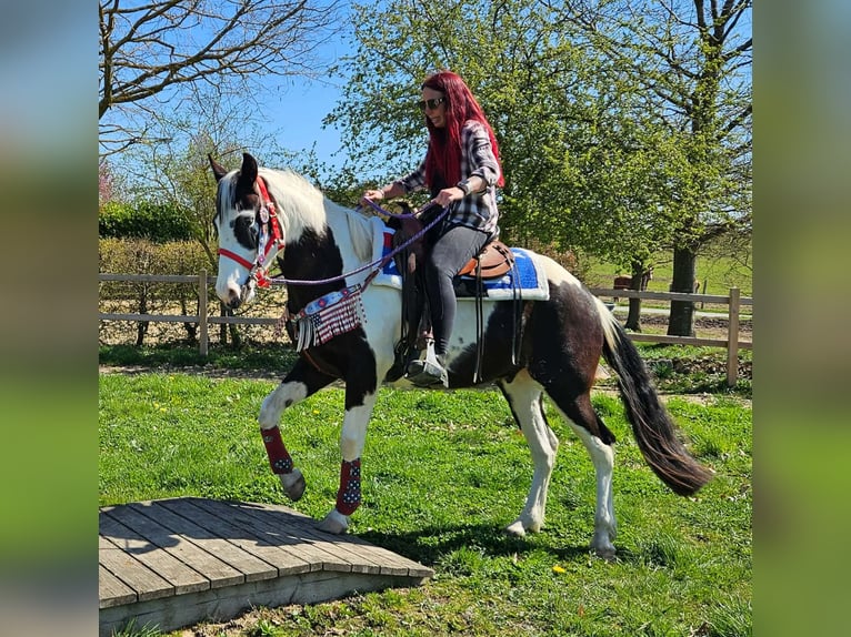 American Paint Horse Mix Gelding 3 years 15,1 hh Pinto in Linkenbach