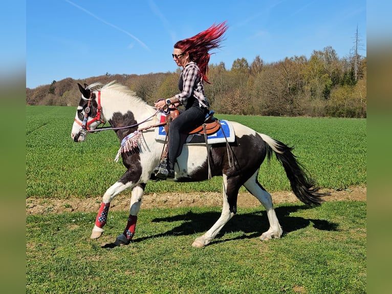 American Paint Horse Mix Gelding 3 years 15,1 hh Pinto in Linkenbach
