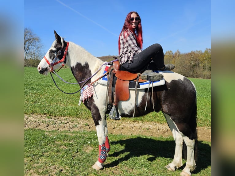 American Paint Horse Mix Gelding 3 years 15,1 hh Pinto in Linkenbach