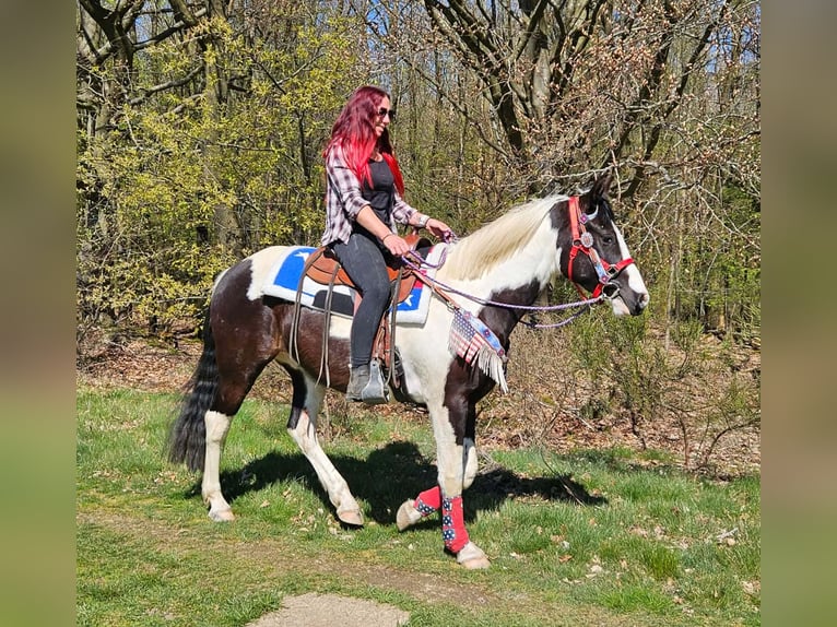 American Paint Horse Mix Gelding 3 years 15,1 hh Pinto in Linkenbach