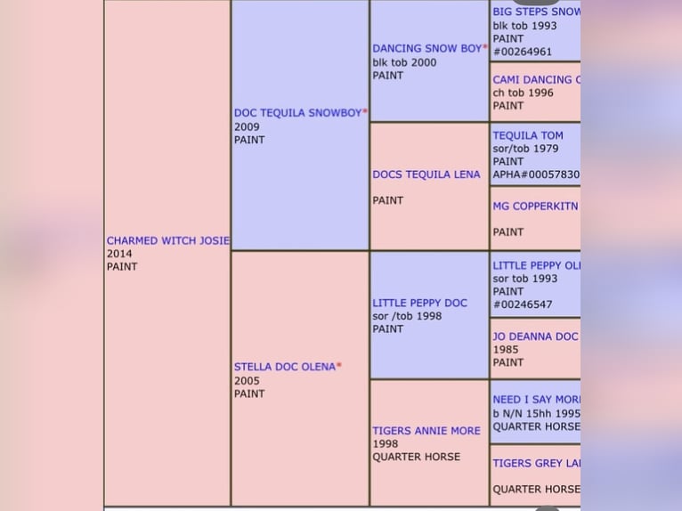American Paint Horse Gelding 3 years 15,1 hh Tobiano-all-colors in Kappelen