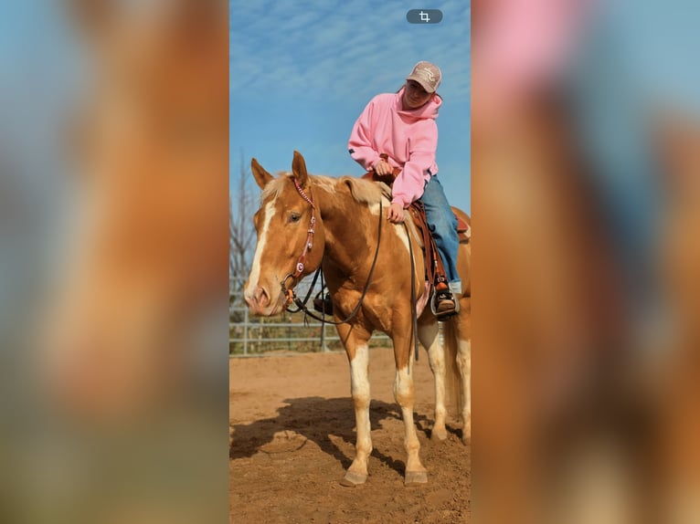 American Paint Horse Gelding 3 years 15,2 hh Champagne in Stadthagen