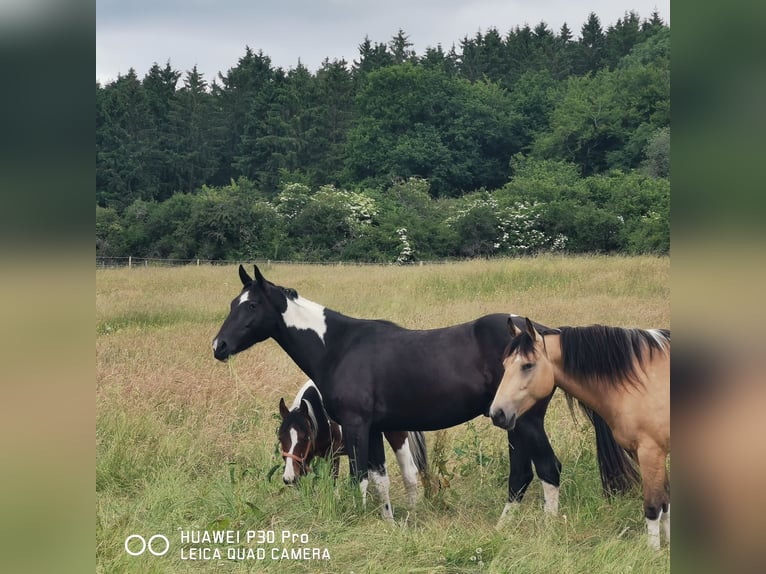American Paint Horse Mix Gelding 3 years 15,2 hh Pinto in Betteldorf