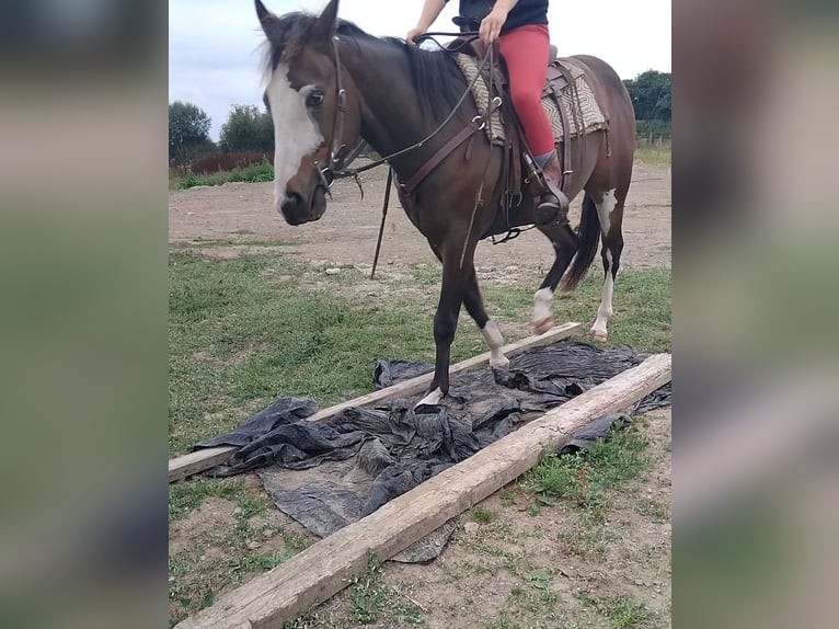 American Paint Horse Gelding 3 years Brown in Kildare