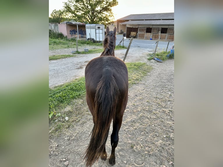 American Paint Horse Gelding 3 years Smoky-Black in Bordeaux