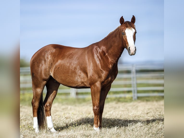 American Paint Horse Gelding 3 years Sorrel in Ferndale