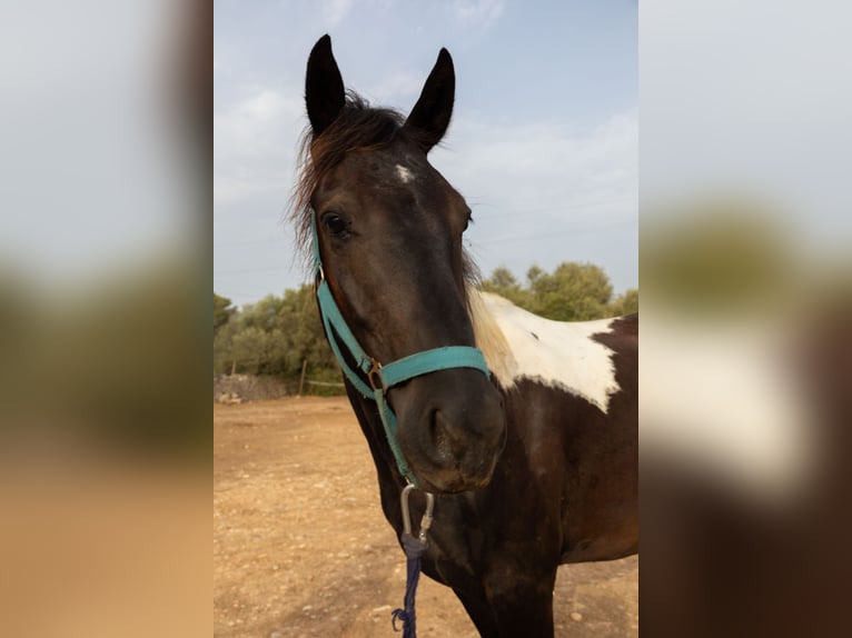 American Paint Horse Gelding 3 years Tovero-all-colors in Algaida