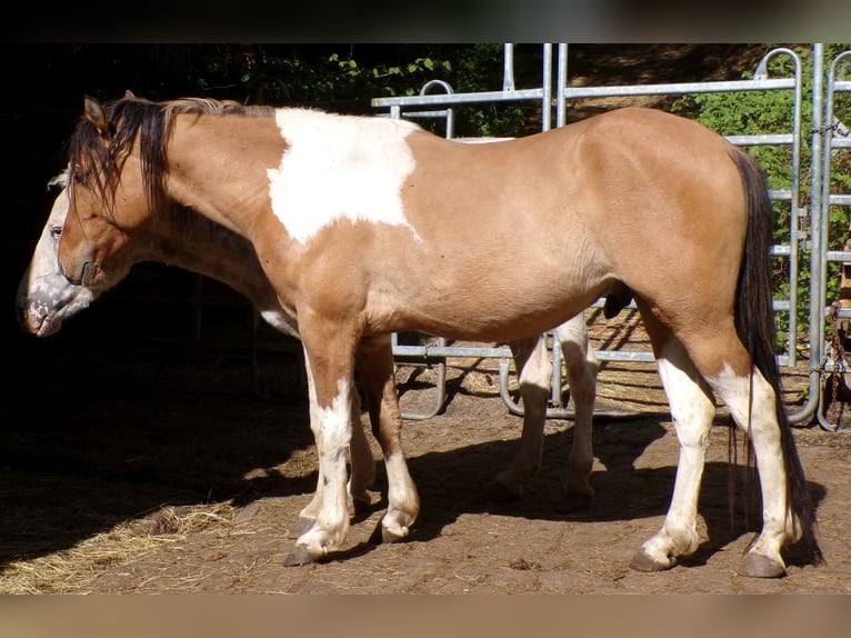 American Paint Horse Mix Gelding 4 years 14.1 hh Pinto in Arnbruck